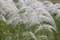 Chinese silver grass Miscanthus sinensis Vanilla Sky, plumes